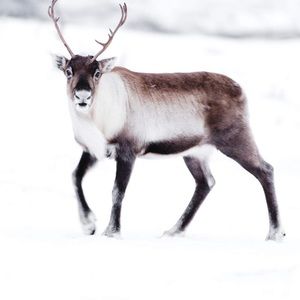 Meet your Posher, Christian